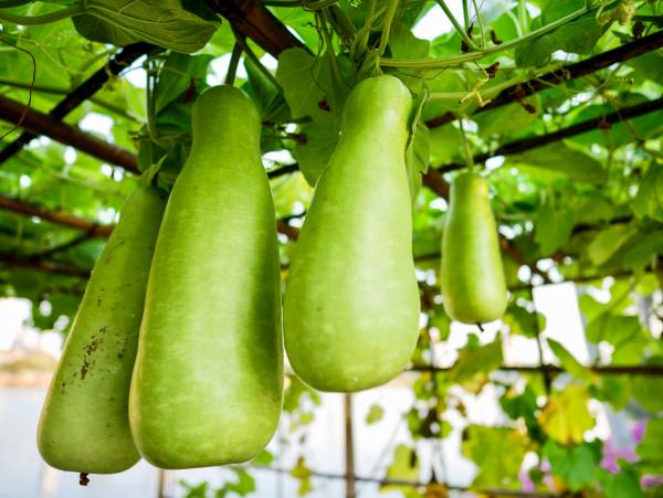 Mơ thấy quả bầu