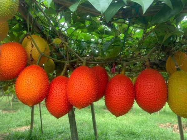 Mơ thấy quả gấc Mơ thấy quả gấc
