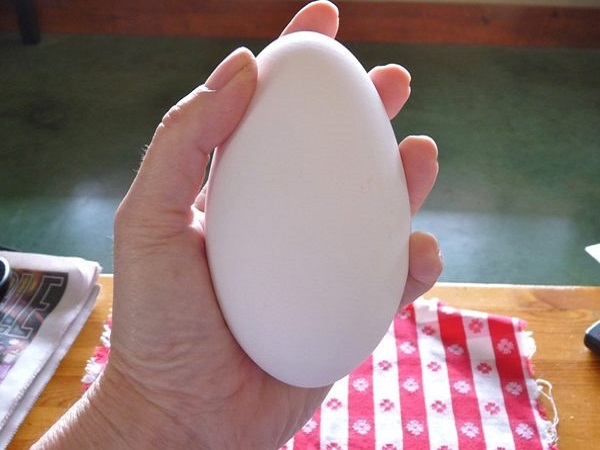 Mơ thấy trứng ngỗng có điềm báo gì và đánh con gì?