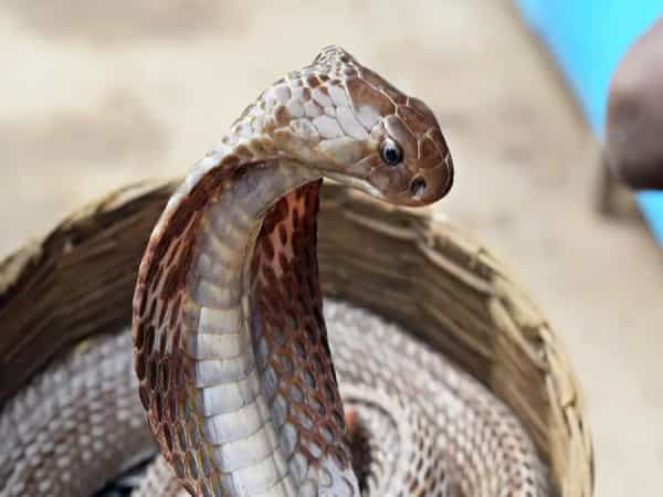 Chiêm bao thấy rắn hổ mang thì đánh số mấy cho dễ ăn?