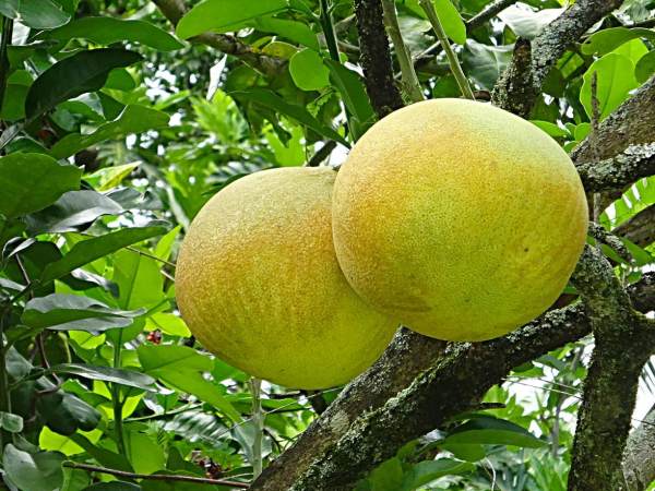 Mơ thấy quả bưởi