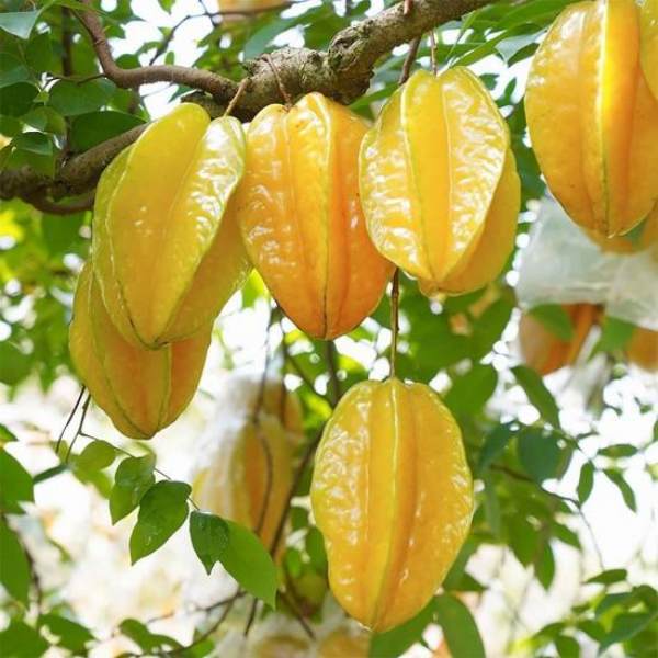 Nằm mơ thấy quả khế